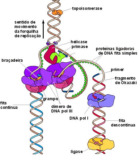 1 REPLICAÇÃO 1 Profª Samara Ocorre no NÚCLEO DNA polimerase Interfase ( S ) Processo SEMICONSERVATIVO É a base do