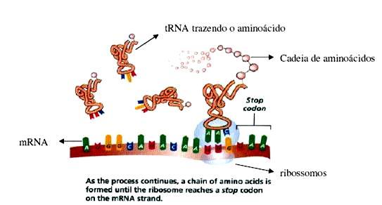 (dupla hélice) RNA