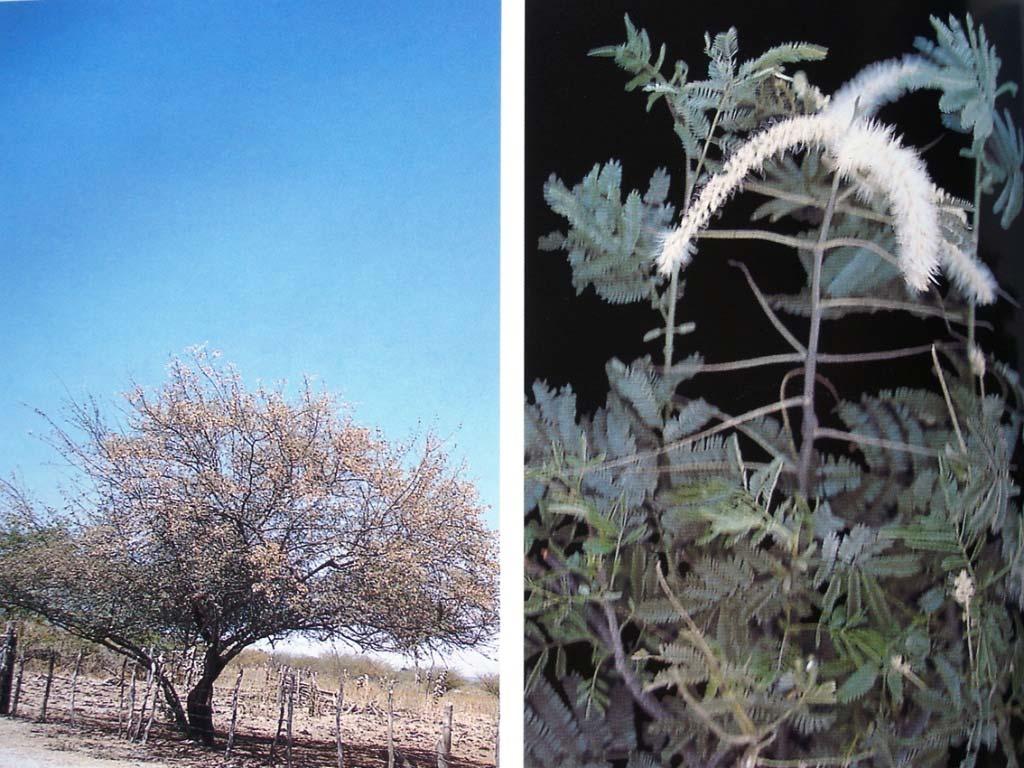 Madeira Jurema preta Mimosa tenuiflora; Densidade: 1,12