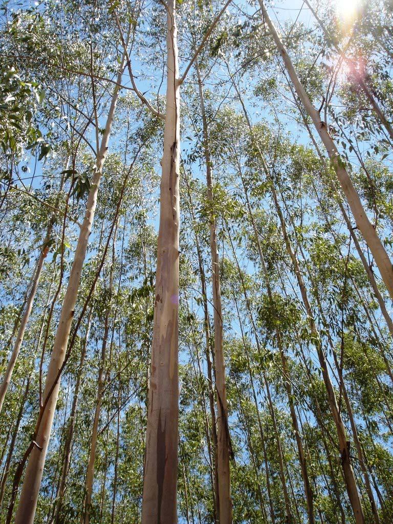 Madeira Eucalipto Mais de 600 espécies; Alta produtividade (50 m³/ha.