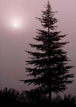 Madeira Pinheiro Gênero mais plantado no mundo (Pinus sp); Alto