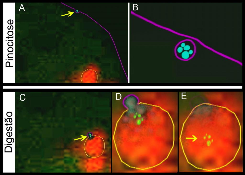 lisossomo na qual estão presentes enzimas hidrolíticas, partir da qual se continua a animação da digestão intralisossomal (Fig. 3). 3 Figura 2 - Pinocitose e digestão.