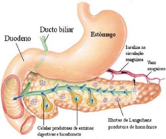 EPITÉLIO GLANDULAR Existem órgãos com funções exócrinas e endócrinas glândulas mistas Ex: Pâncreas é uma glândula exócrina serosa (libera suco