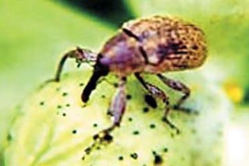 Classificação Reino... Animal Filo... Arthropoda Classe... Insecta Ordem... Coleoptera Família.