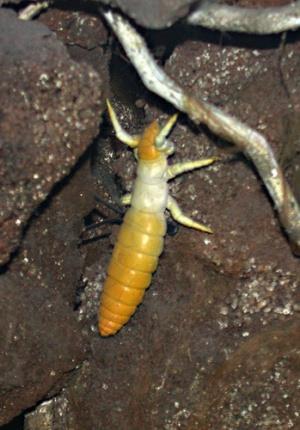 Collembola