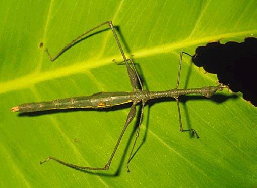 Ordem: Orthoptera Orthos = reto; Ptera