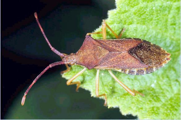 Ordem: Hemiptera Hemi = metade;