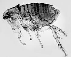 Ordem: Siphonaptera Siphon = tubo, Ptera = asa Pulgas e bicho-de-pé Ápteros Sugador