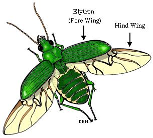 Ordem: Coleoptera
