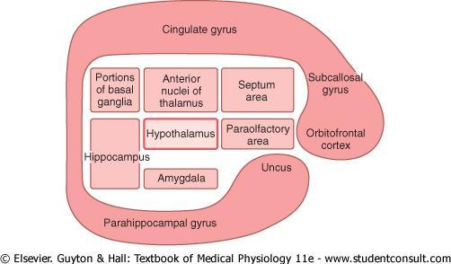 Figure 58-4 Anatomy of the limbic system, shown in the dark pink area.