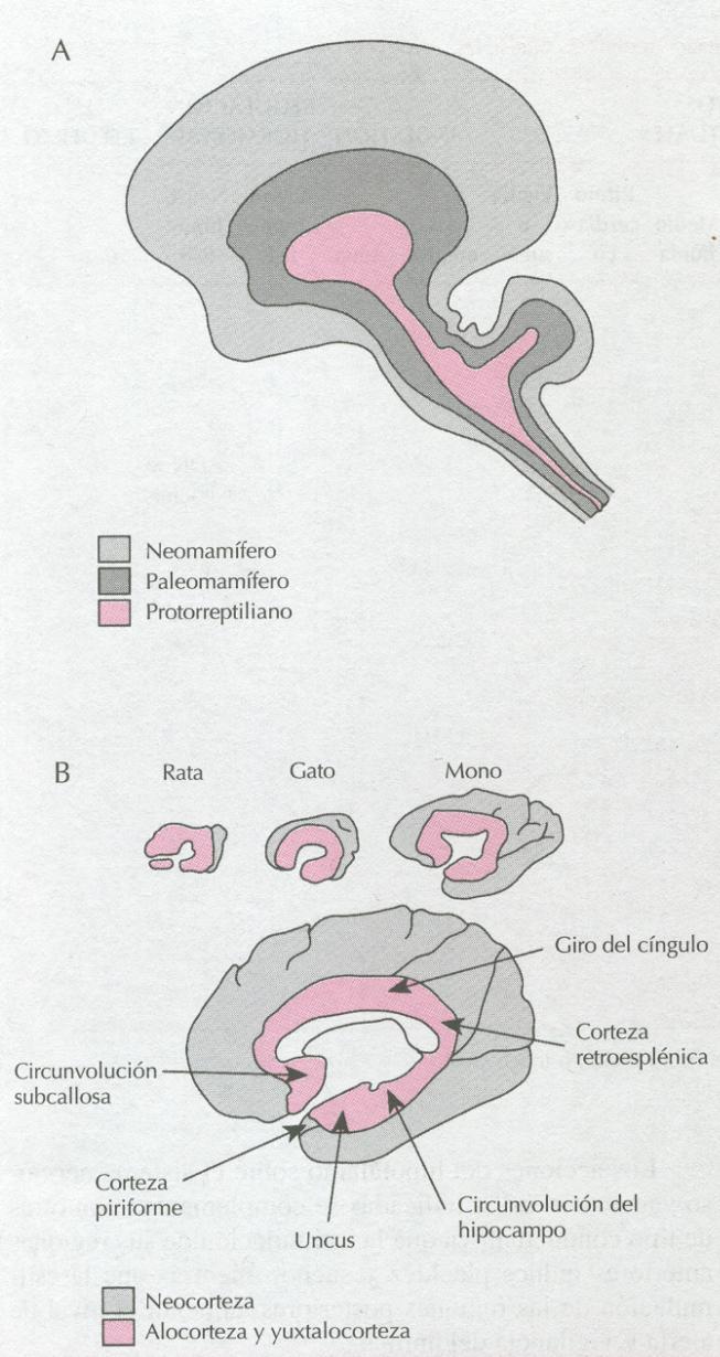 O controlo do comportamento é uma função de todo o sistema nervoso 3 níveis major Medular Subcortical Cortical i. Cerebro proto-reptiliano i. Vegetativo i.