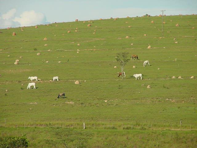 CONCEITO DE PASTAGEM NO BRASIL Área cercada por arames farpados, onde os animais são