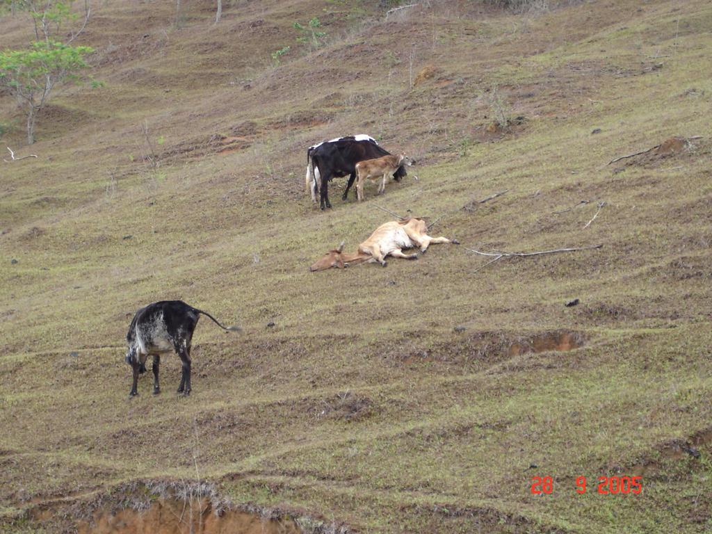 vaca que não passou na