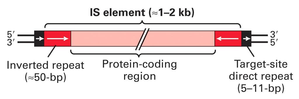 Estrutura geral dos elementos IS (seqüências de inserção) das bactérias