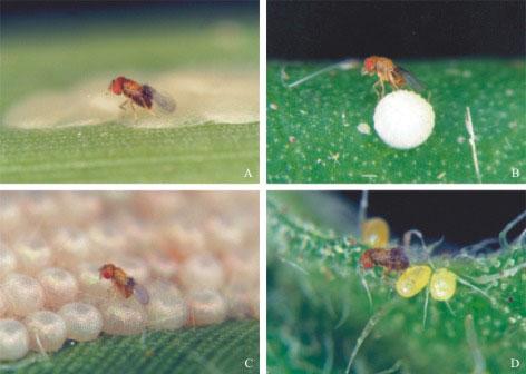 272 Trichogramma in Brazil: Feasibility of Use after Twenty Years of Research Parra & Zucchi Figure 1. Trichogramma on eggs of agricultural pests. A) D. saccharalis; B) H. virescens; C) S.