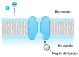 (Miller et al., 2009). Um anestésico local eficaz deve distribuir-se e difundir-se na membrana e, por fim, dissociar-se dela.