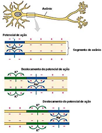 Propriedades Fisico-químicas Ionização dos