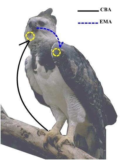 Figura 6 O gavião-real, Harpia harpyja, representando as categorias CBA (coçar o bico/cabeça por baixo da asa) e EMA (esfregar o mento na asa).