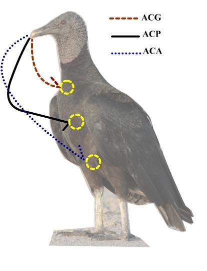 Figura 10 Esquema representativo das categorias ACP (arrumar coberteiras do peito), ACG (arrumar coberteiras da garganta) e ACA (arrumar coberteiras do abdome) no urubu-comum (Coragyps atratus).