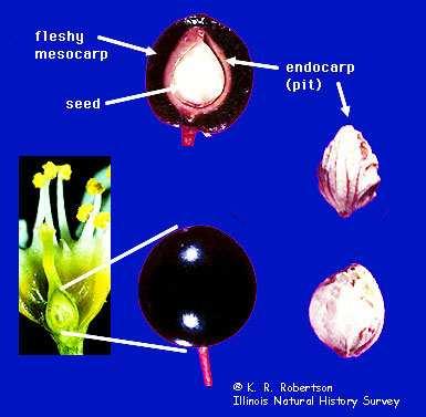 corresponde a um carpelo O endosperma