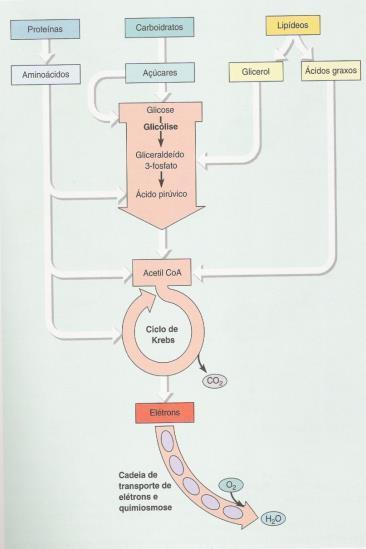 Fatores físico-químicos que devem ser considerados em uma fermentação industrial 1- Oxigênio Processos aeróbios têm destaque na Biotecnologia Industrial, pois estão envolvidos no cultivo de