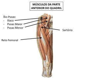 Psoas; Ilíaco; Sartório; Reto femoral; Tensor da fáscia lata.