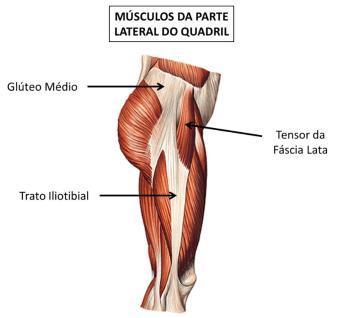 Tensor da fáscia lata; Piriforme;