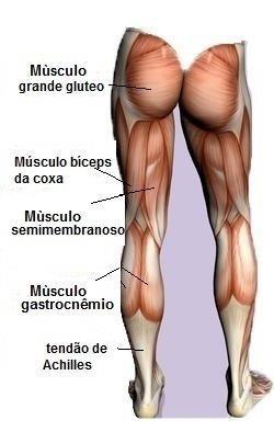 Biceps femural Semitendinoso Semimembranoso