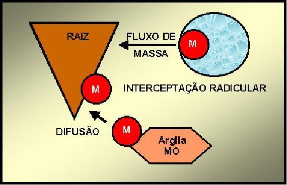 Contato íon-raiz B Cl Mo Fe, Mn