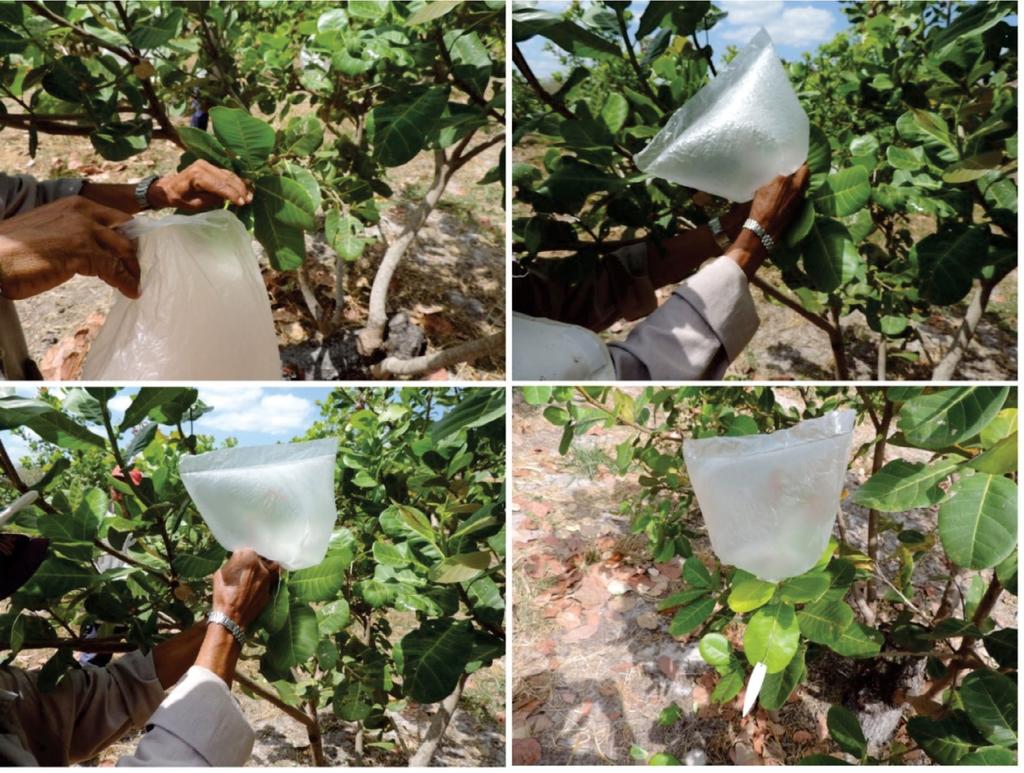 6 Hibridação Artificial em Cajueiro Terminada a polinização artificial de todas as flores marcadas, a panícula é novamente coberta por uma sacola plástica, a qual é identificada quanto ao cruzamento