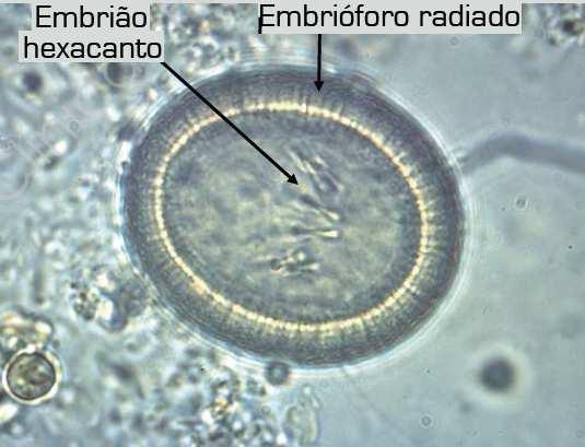 Internamente: embriãohexacanto ou oncosfera, provido de três pares de acúleose dupla membrana. CISTICERCO Fase larvária.