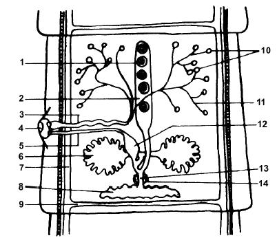 1. Ovo 2. Útero 3. Canal deferente 4. Átrio (poro) genital 5. Vagina 6. Ovário 7. Canal excretorlongitudinal 8. Vitelária 9. Canal excretortransversal 10.Testículos 11.