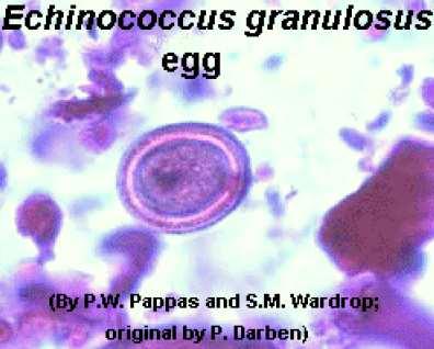 granulosus Características Morfológicas OVOS Ligeiramente esféricos. Tamanho: 32µm de diâmetro. Constituídos por uma membrana externa (embrióforo).