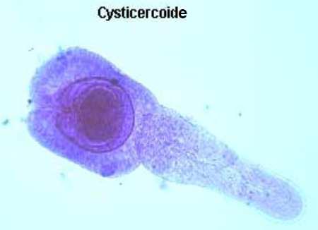 Pode-se denominarprotoescólexo escólex da larva VERME ADULTO e PROGLOTES http://coccidia.icb.usp.brcestoides_2011.pdf Tamanho: cerca de 3-5cm. Possui 100 a 200 proglotes bastanteestreitas.