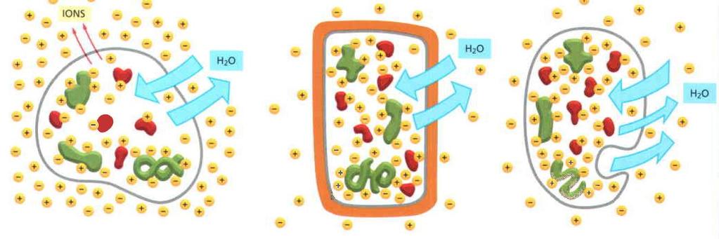 Transporte transmembrana Osmose -Diferentes estratégias são utilizadas pelas células para resolver o problema da osmose.
