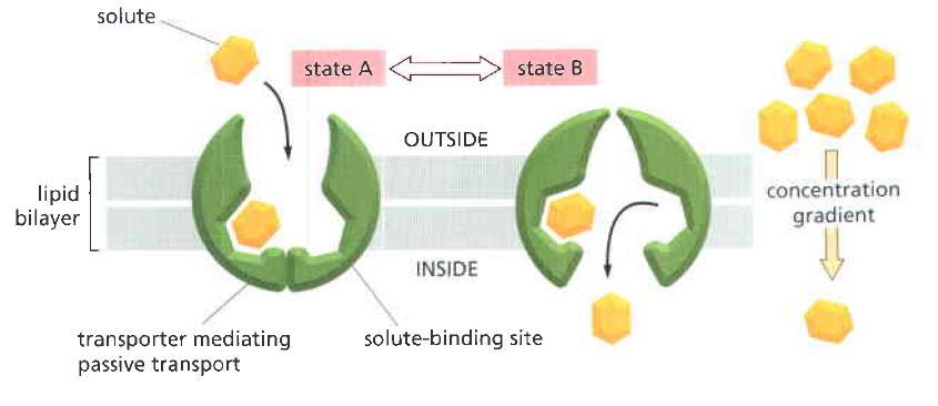 Transporte Passivo Tipos de transporte de moléculas -A mudança da