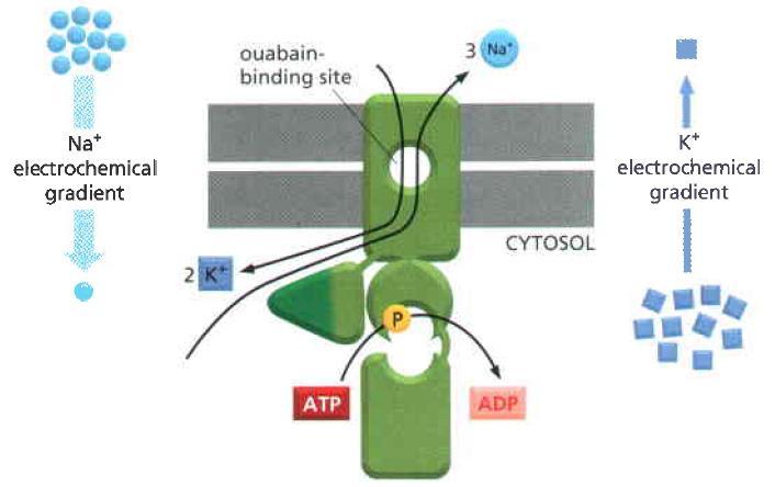 Transporte Ativo Utilizando a energia do ATP -Bomba NKA (Na + /K + -ATPase): Este transporte dirige os dois íons contra seu