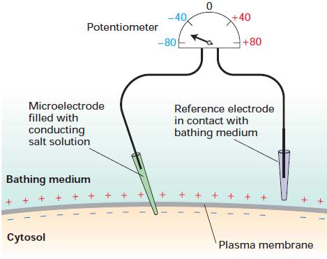 Osmolaridade celular Diferenças eletroquímicas intra e extracelular - Graças à