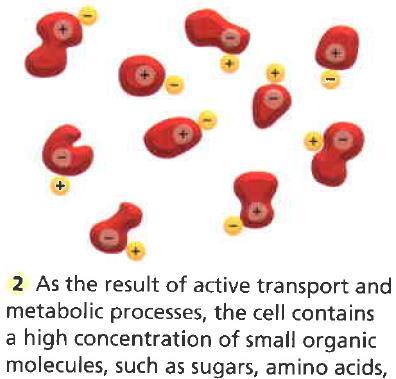 2 Como resultado do transporte ativo e processos metabólicos, a célula contém uma alta concentração de pequenas