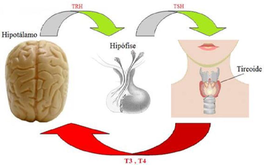 Quando o hipotálamo percebe que os níveis de T3 e T4 estão baixos, ou quando o organismo necessita de um metabolismo mais acelerado, o hormônio TRH irá estimular a hipófise.