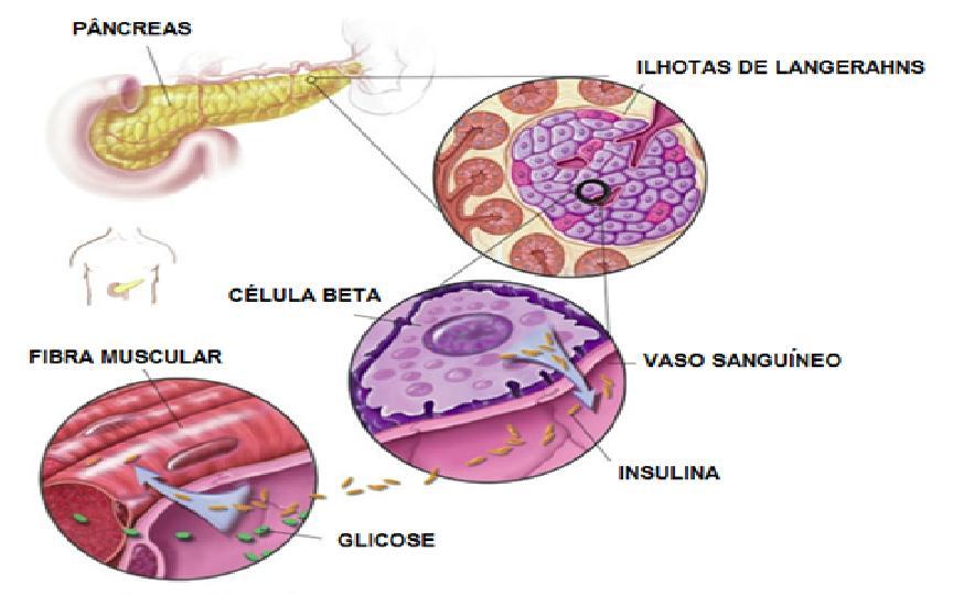 37 PÂNCREAS O pâncreas é uma glândula grande, localizada no abdome, atrás do estômago, cuja função é ajudar a manter os níveis normais de açúcar (glicose) no sangue.