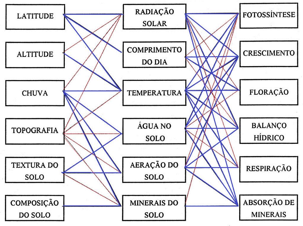 FATORES DE PRODUÇÃO VEGETAL DE AÇÃO INDIRETA DE AÇÃO DIRETA PROCESSOS FISIOLÓGICOS AFETADOS Classificação dos fatores de produção vegetal que afetam indireta e