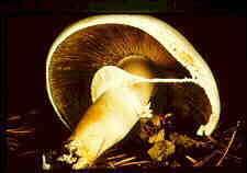 Agaricus