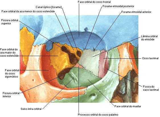 Fig. 04. Ossos e acidentes ósseos da cavidade orbitária.