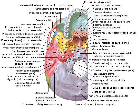 Fig. 06. Ossos e acidentes ósseos do crânio vista inferior.