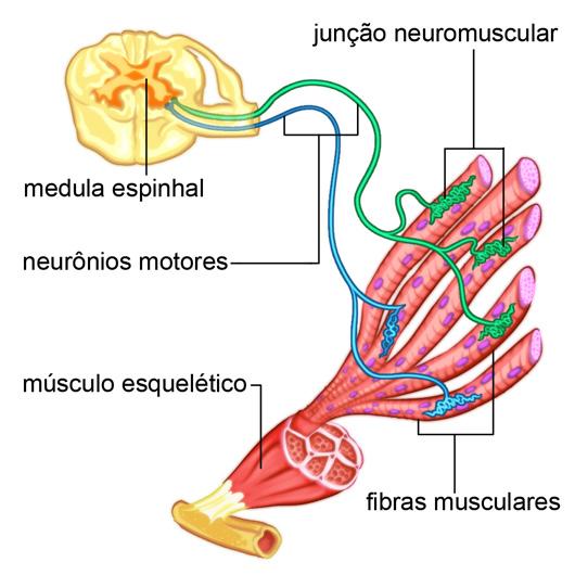 Semana 2 Sistema Nervoso 13 Figura 2.18: Inervação das fibras. / Fonte: Cepa O neurônio motor gama inerva fibras musculares intrafusais nas duas extremidades do fuso muscular.