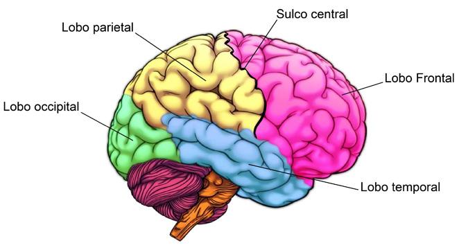 6) e tronco encefálico (animação 7): Figura 2.
