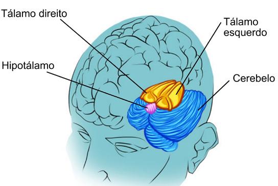 Semana 2 Sistema Nervoso 5