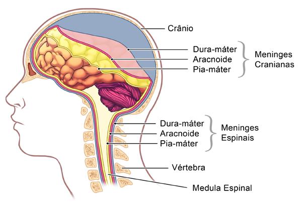 6 Fisiologia O sistema nervoso central apresenta as chamadas substâncias brancas e cinzentas, que correspondem aos prolongamentos axonais e aos corpos celulares dos neurônios, respectivamente.