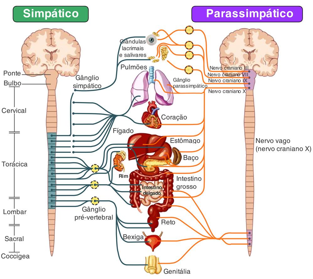 Semana 2 Sistema Nervoso 7 viscerais ao sistema nervoso central, e eferentes, que transmitem as informações provenientes do sistema nervoso periférico, relacionadas com o controle das musculaturas